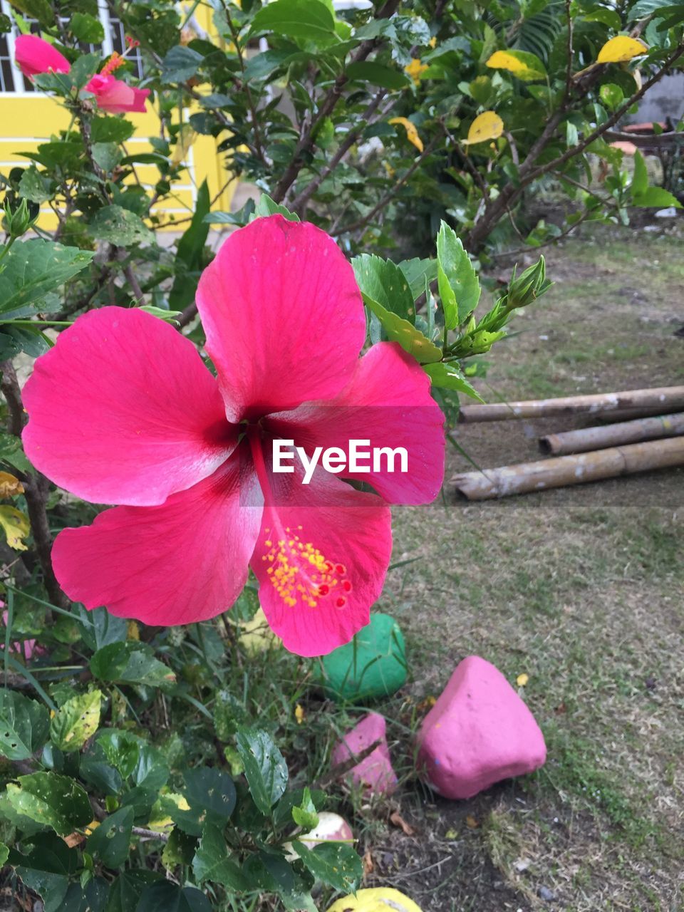 Close-up of pink flowers