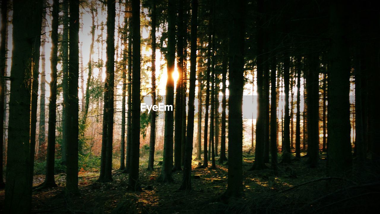 SUNLIGHT STREAMING THROUGH TREES IN FOREST DURING SUNSET