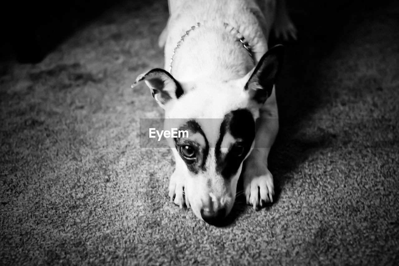 animal themes, animal, one animal, mammal, domestic animals, white, pet, black, dog, canine, black and white, monochrome, portrait, looking at camera, monochrome photography, no people, close-up, animal body part, relaxation, puppy, high angle view, lying down, indoors, darkness, focus on foreground, animal head
