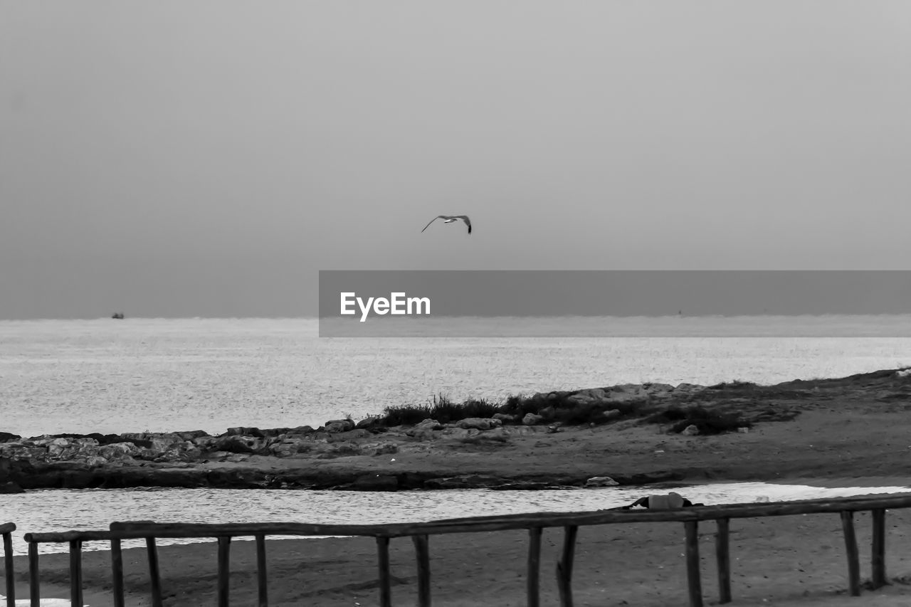 SEAGULL FLYING ABOVE SEA