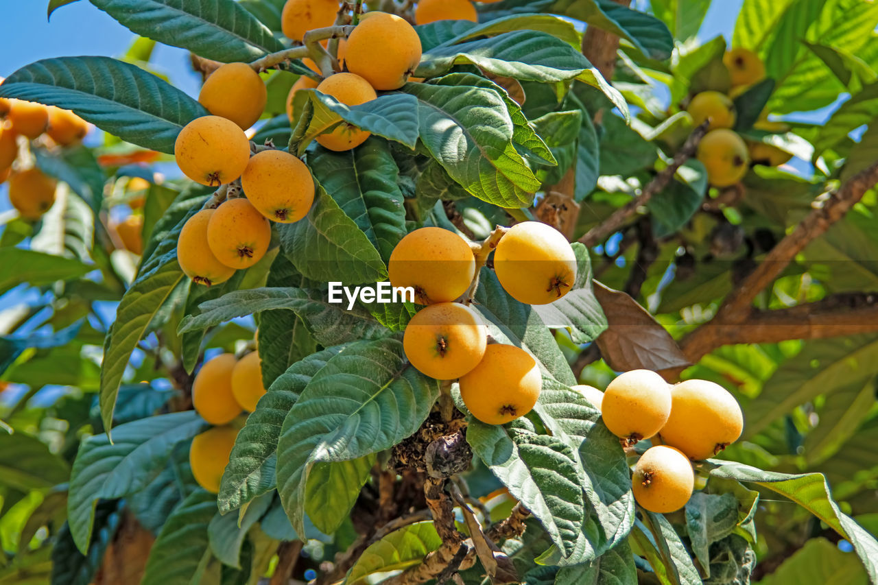 Ripe loquat fruits on the tree with green leaves