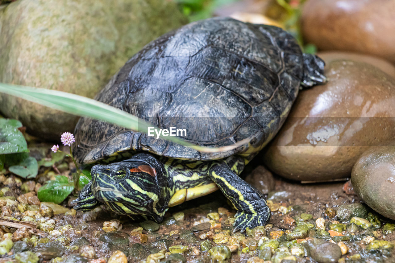 close-up of turtle on rock