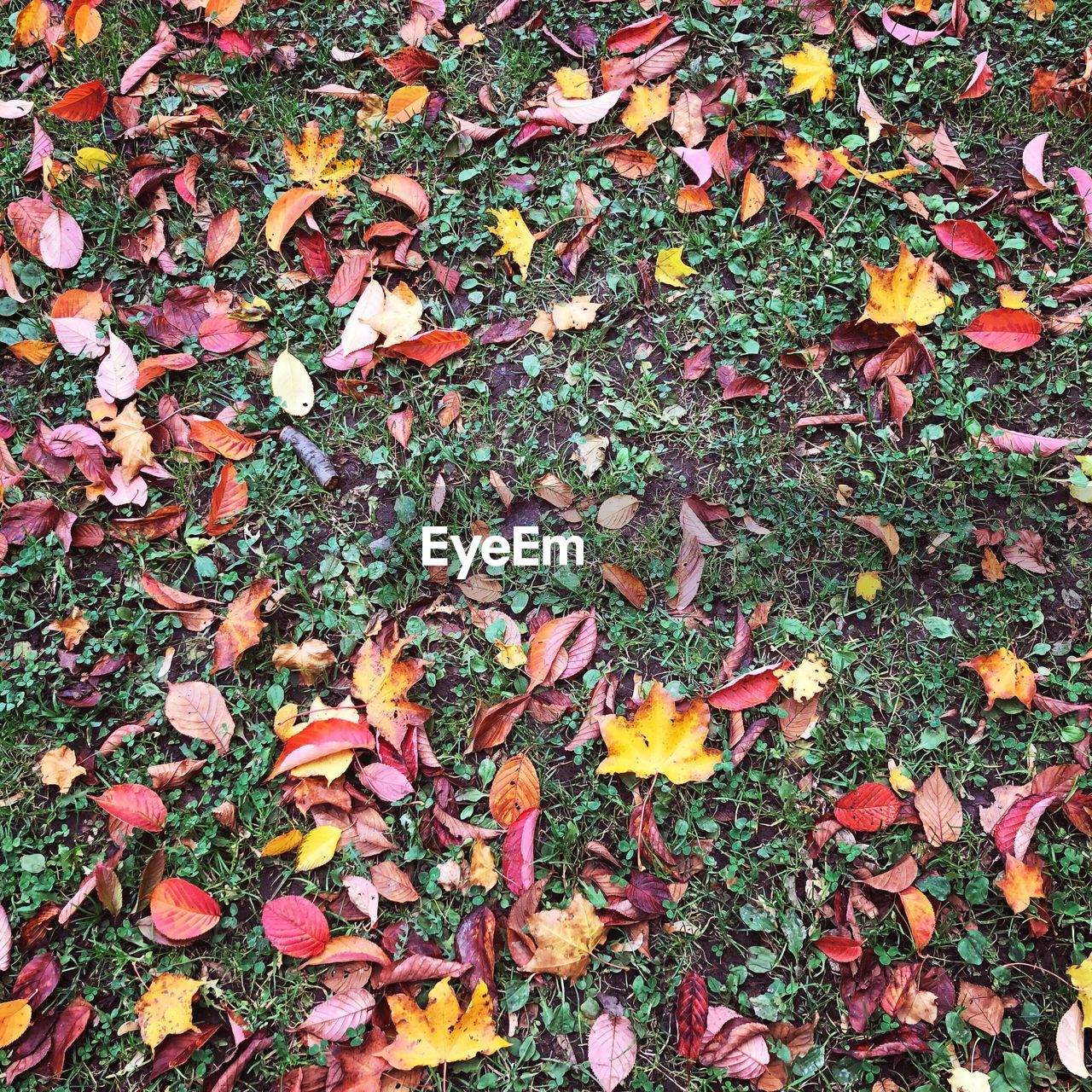 CLOSE-UP OF DRY MAPLE LEAVES ON FIELD