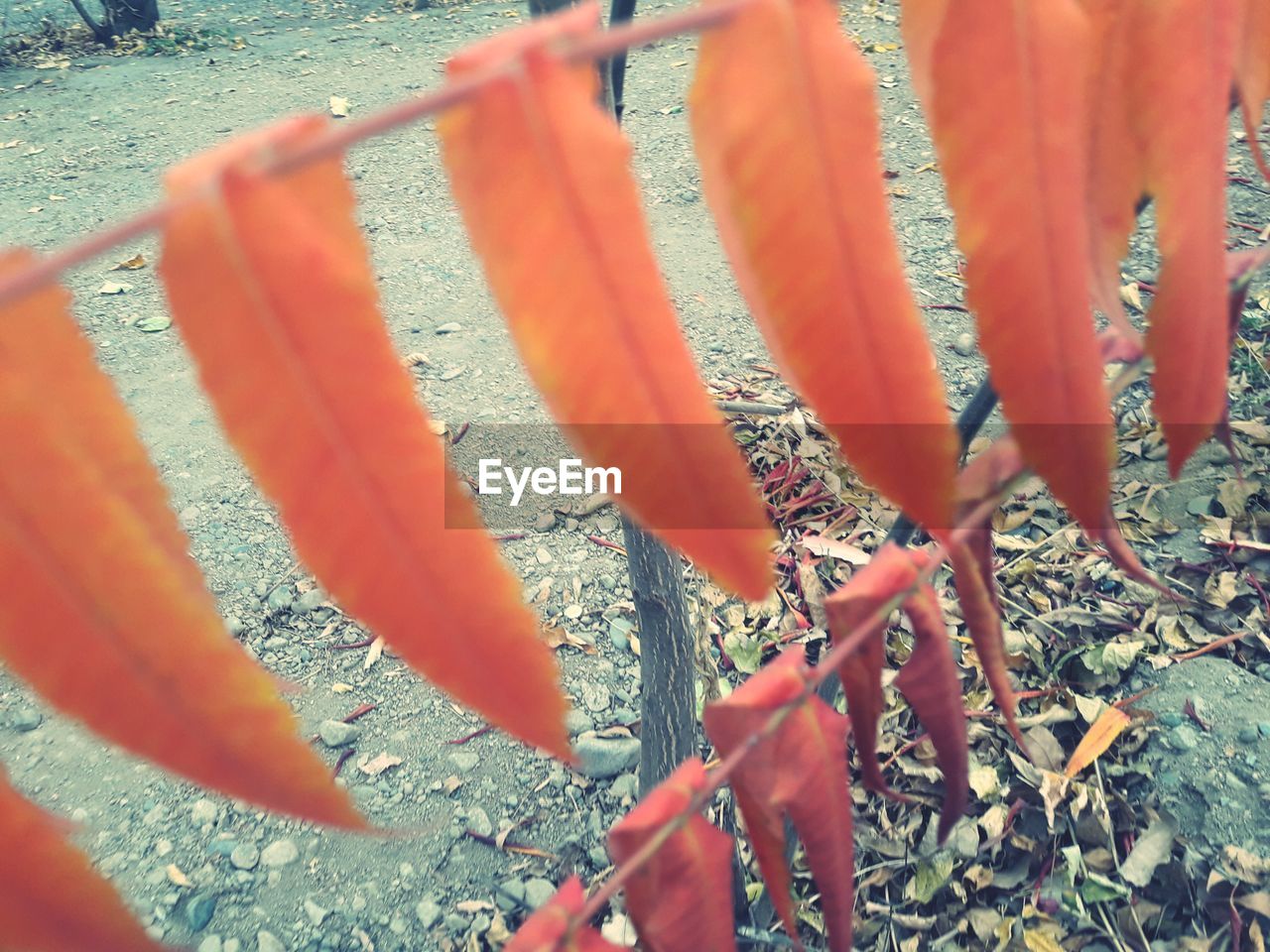 CLOSE-UP OF RED LEAF