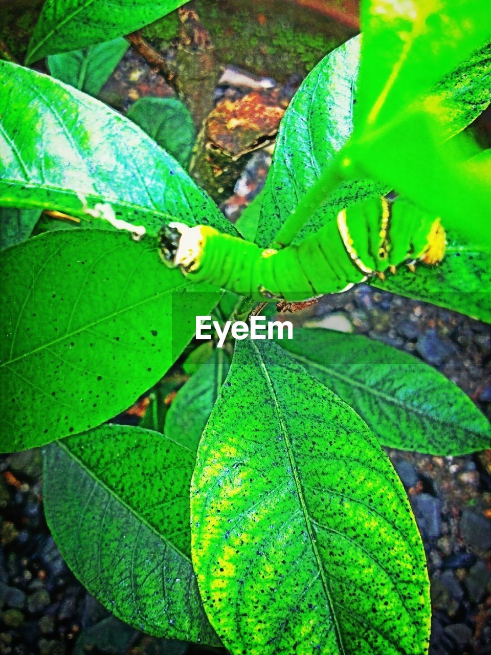 CLOSE-UP OF PLANT