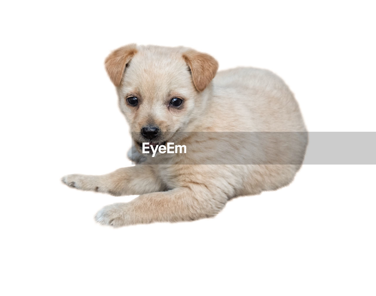 HIGH ANGLE VIEW OF PUPPY ON WHITE BACKGROUND