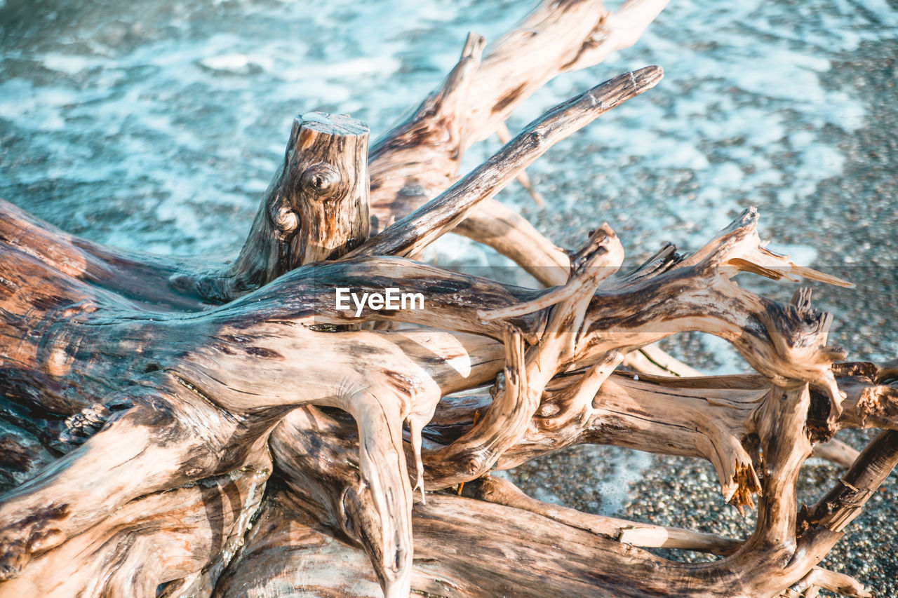 CLOSE-UP OF DEAD TREE TRUNK IN FOREST