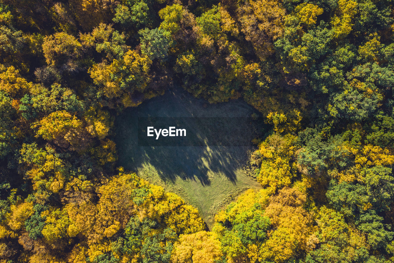 Top view of a forest clearing from a drone. aerial shot, autumn wood, heart shaped meadow