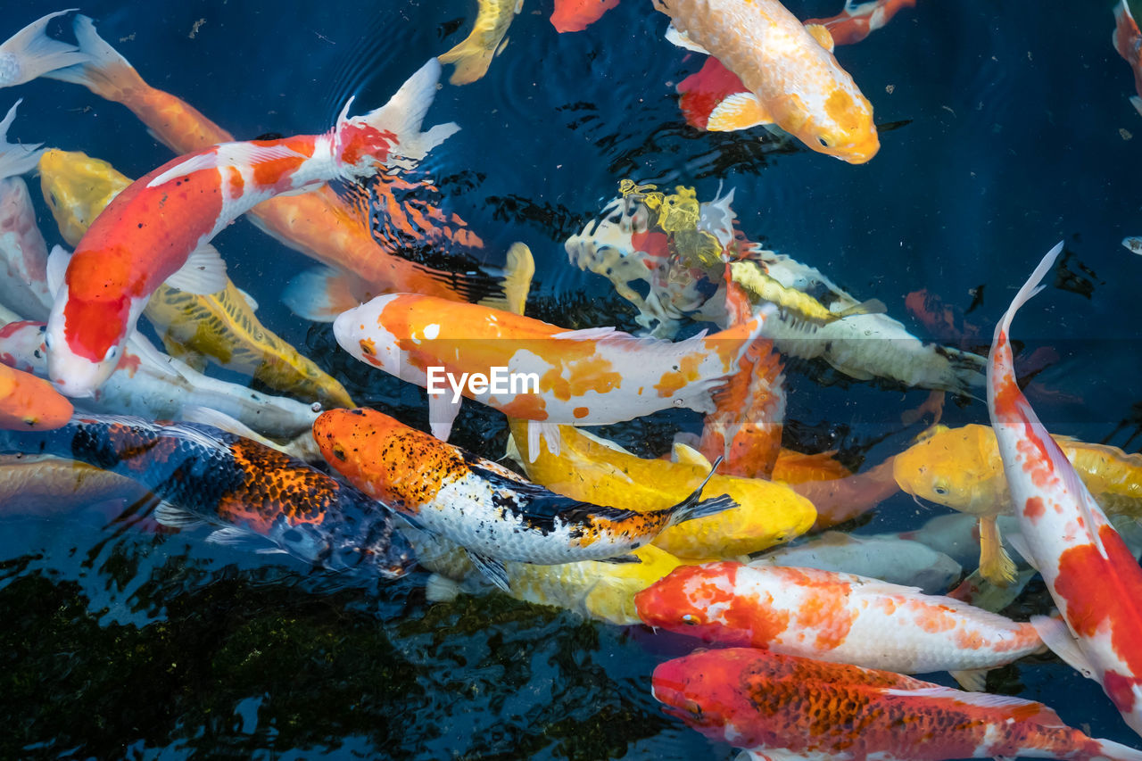 Fish carp swimming in sea