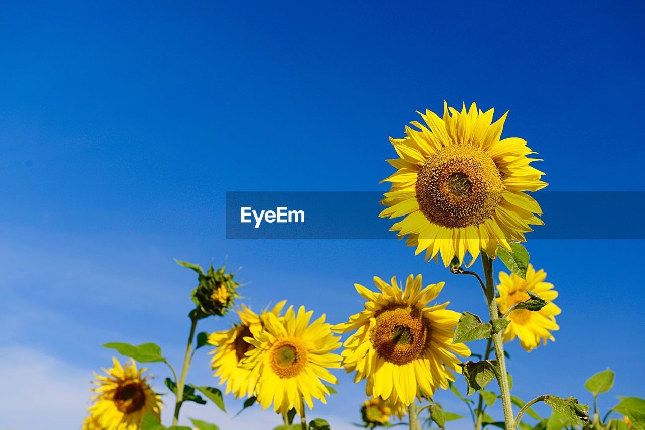 Close-up of yellow sunflower against blue sky