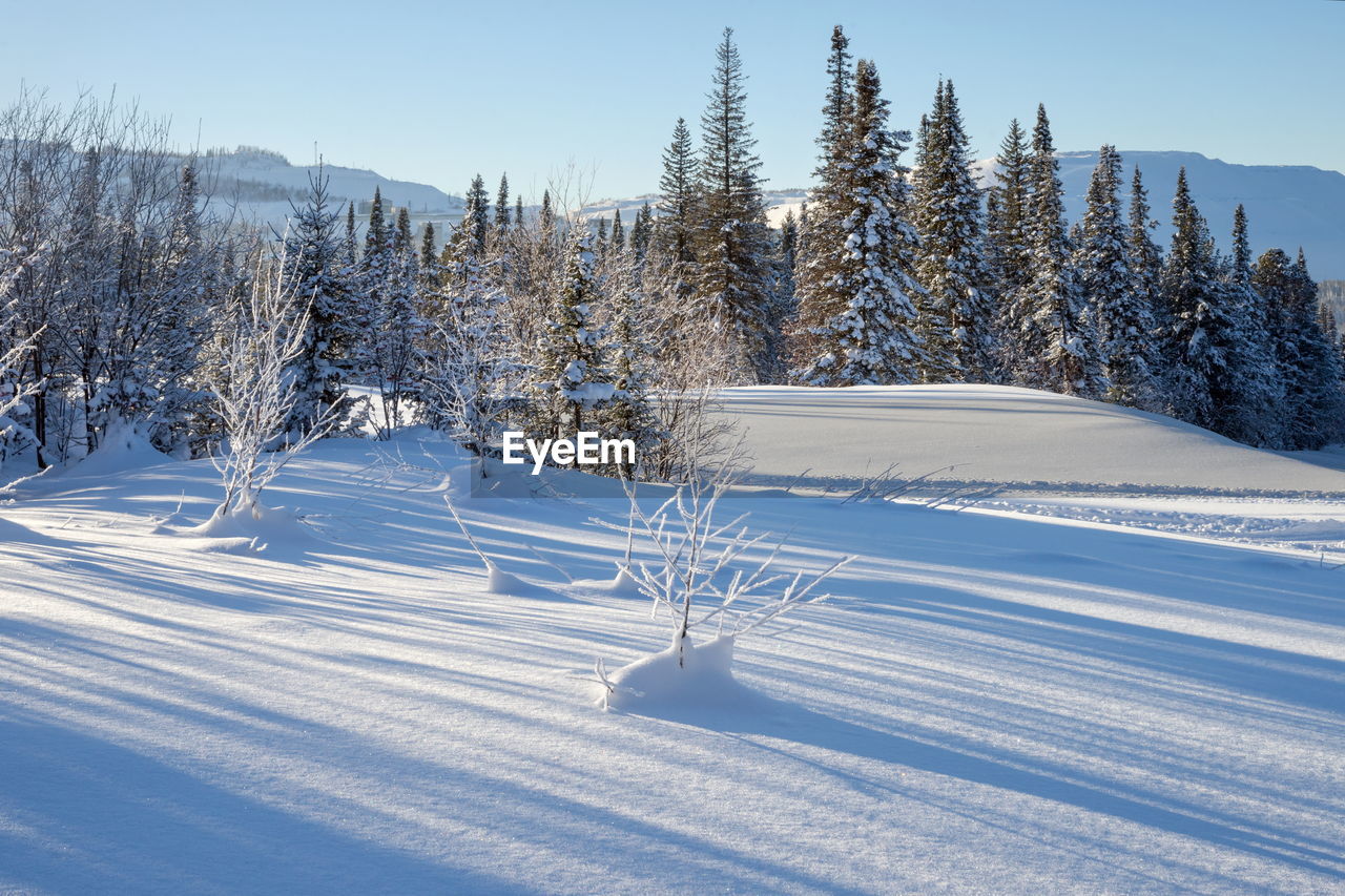 Winter forest landscape with long shadows from trees on the snow at sunset of the day.
