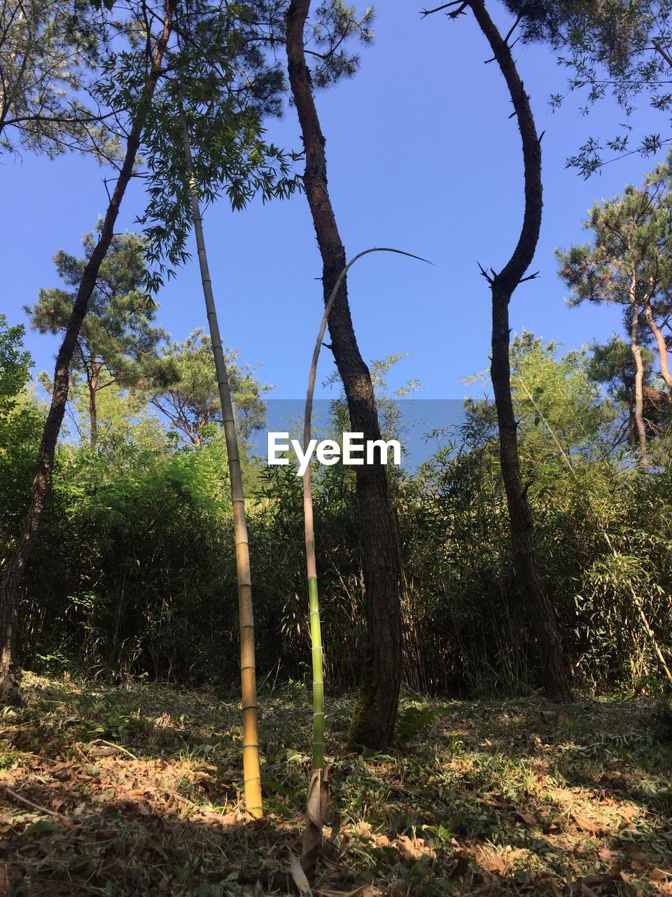 TREES IN FOREST AGAINST SKY