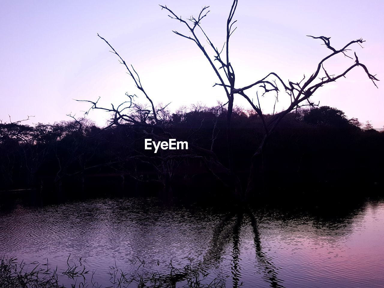 SILHOUETTE BARE TREES BY LAKE AGAINST SKY AT SUNSET