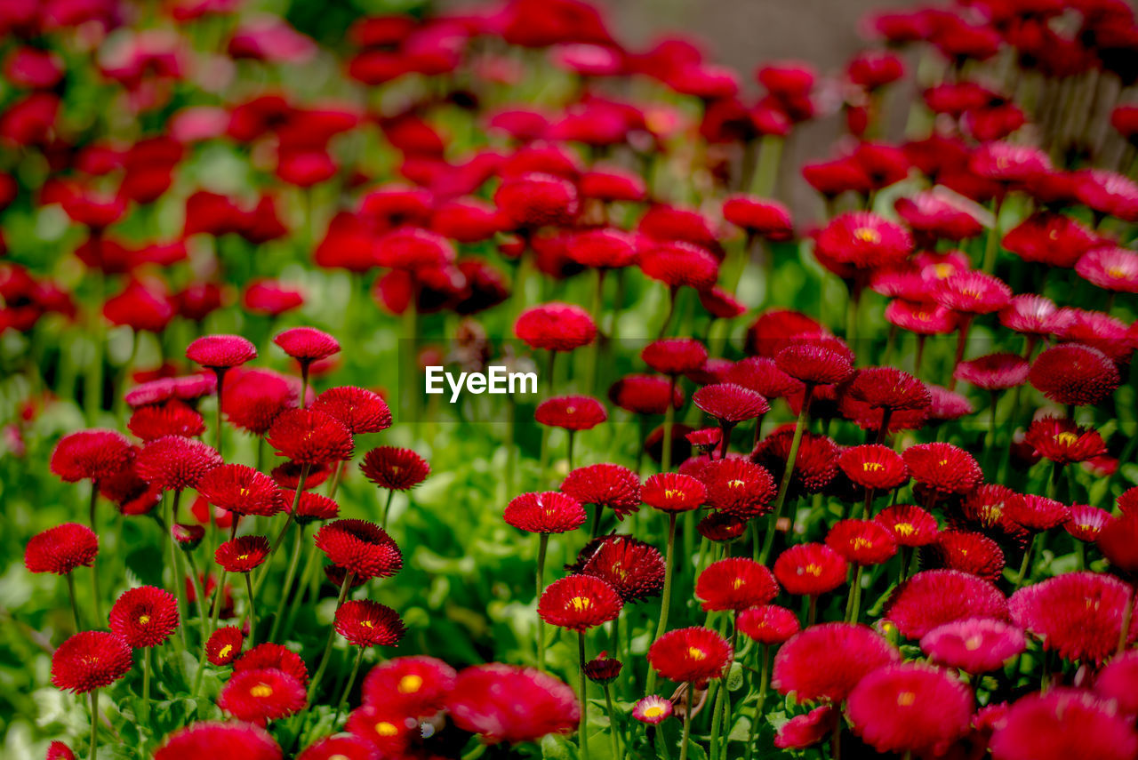 Close-up of red flowers