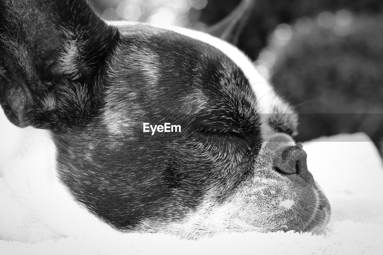 CLOSE-UP OF A SLEEPING DOG