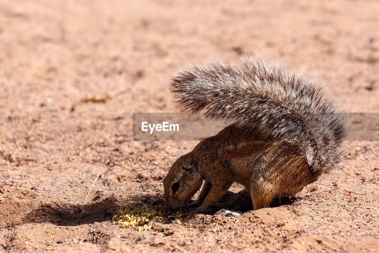 Ground squirrel on land