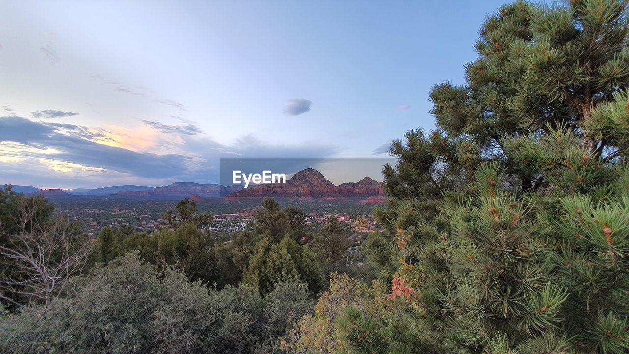 Scenic view of pine trees against sky