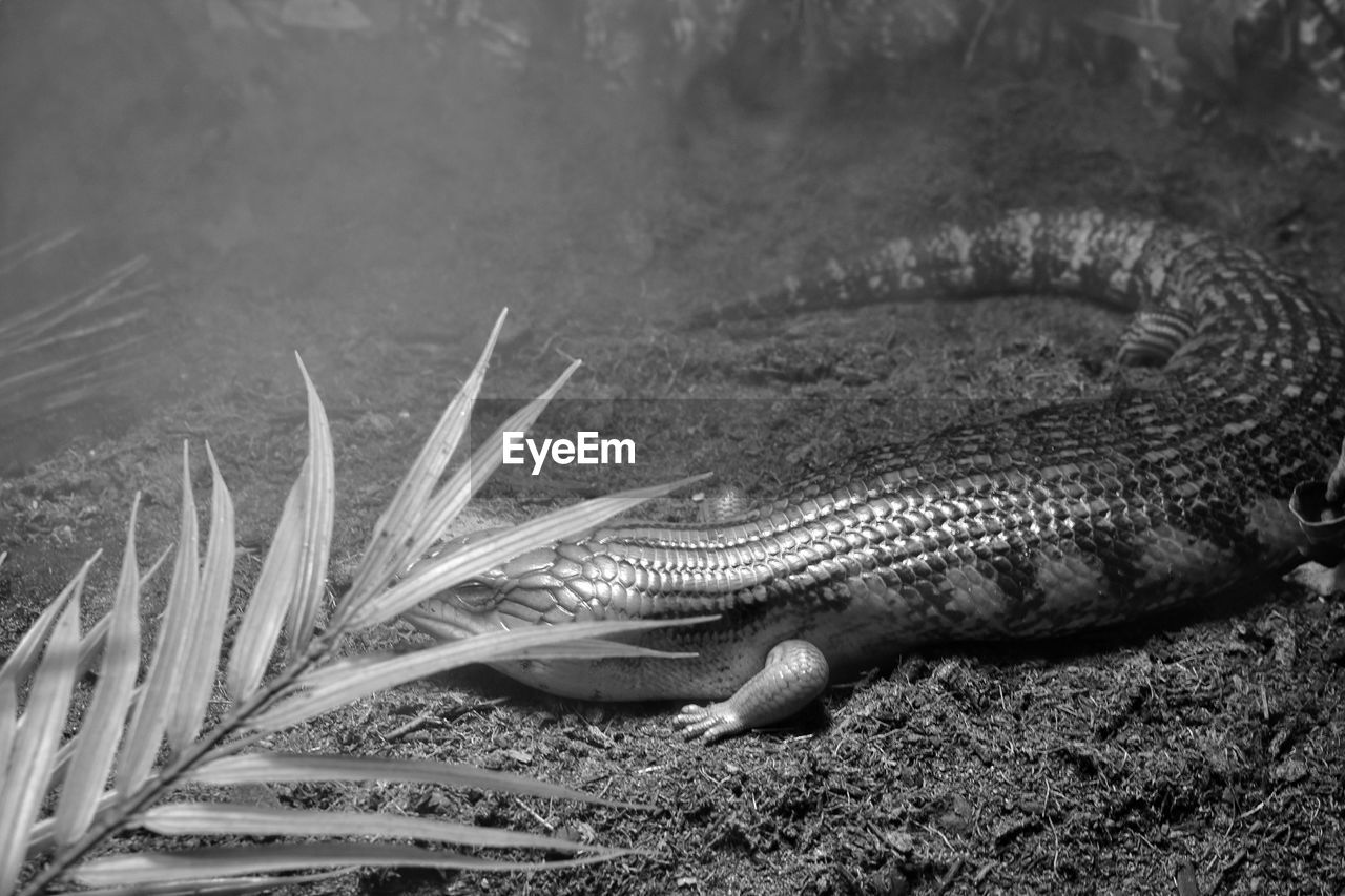 animal, animal themes, animal wildlife, wildlife, black and white, one animal, nature, monochrome photography, no people, monochrome, reptile, water, plant, outdoors, land, animal body part, crocodile, day