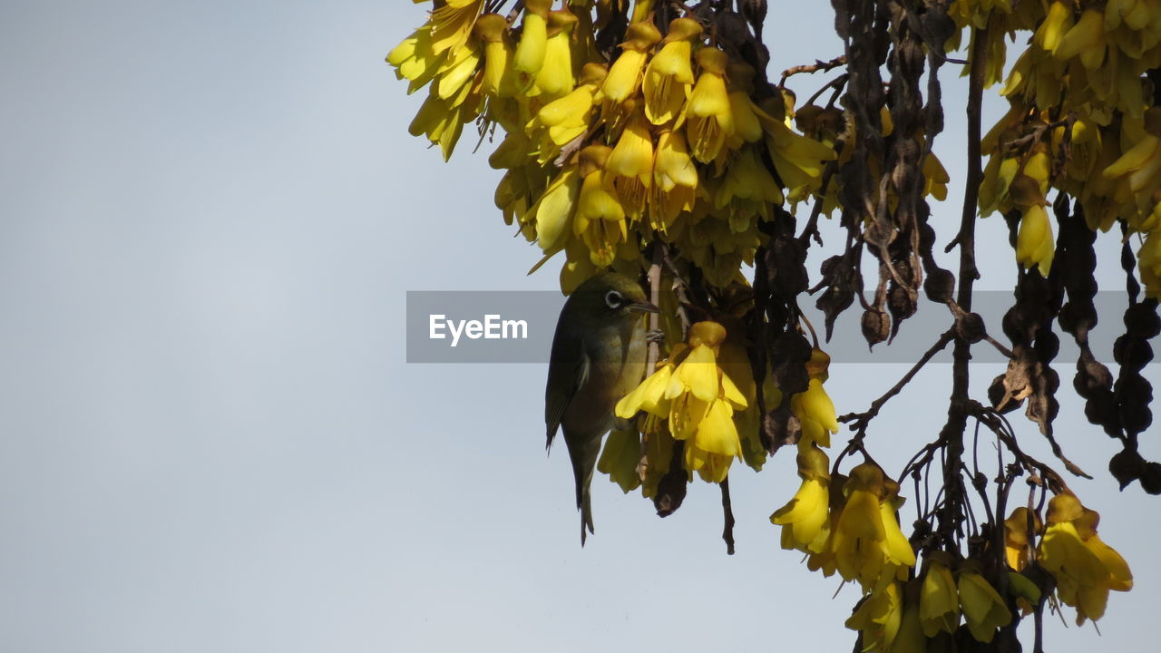 LOW ANGLE VIEW OF TREE AGAINST SKY DURING AUTUMN