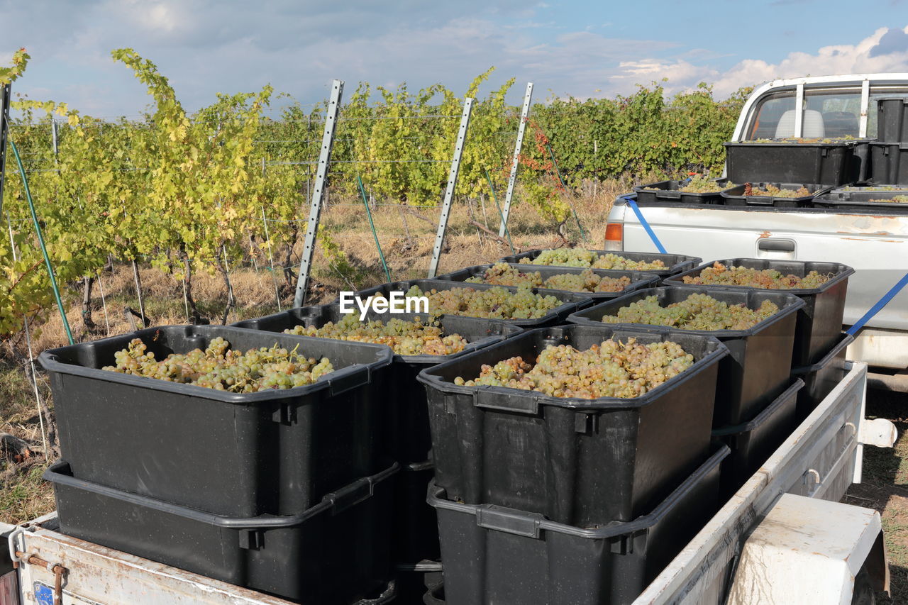 Harvested grapes are prepated for transportation in boxes at the vineyard.