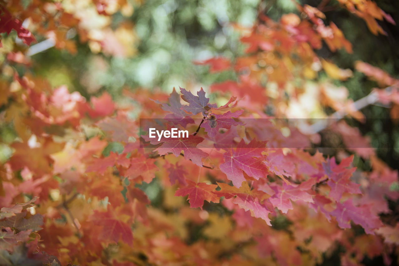 autumn, leaf, plant part, tree, plant, beauty in nature, nature, branch, maple, maple leaf, maple tree, flower, no people, outdoors, day, selective focus, multi colored, environment, close-up, land, red, tranquility, animal, fragility, animal wildlife, orange color, shrub, forest, pink, animal themes, autumn collection, water