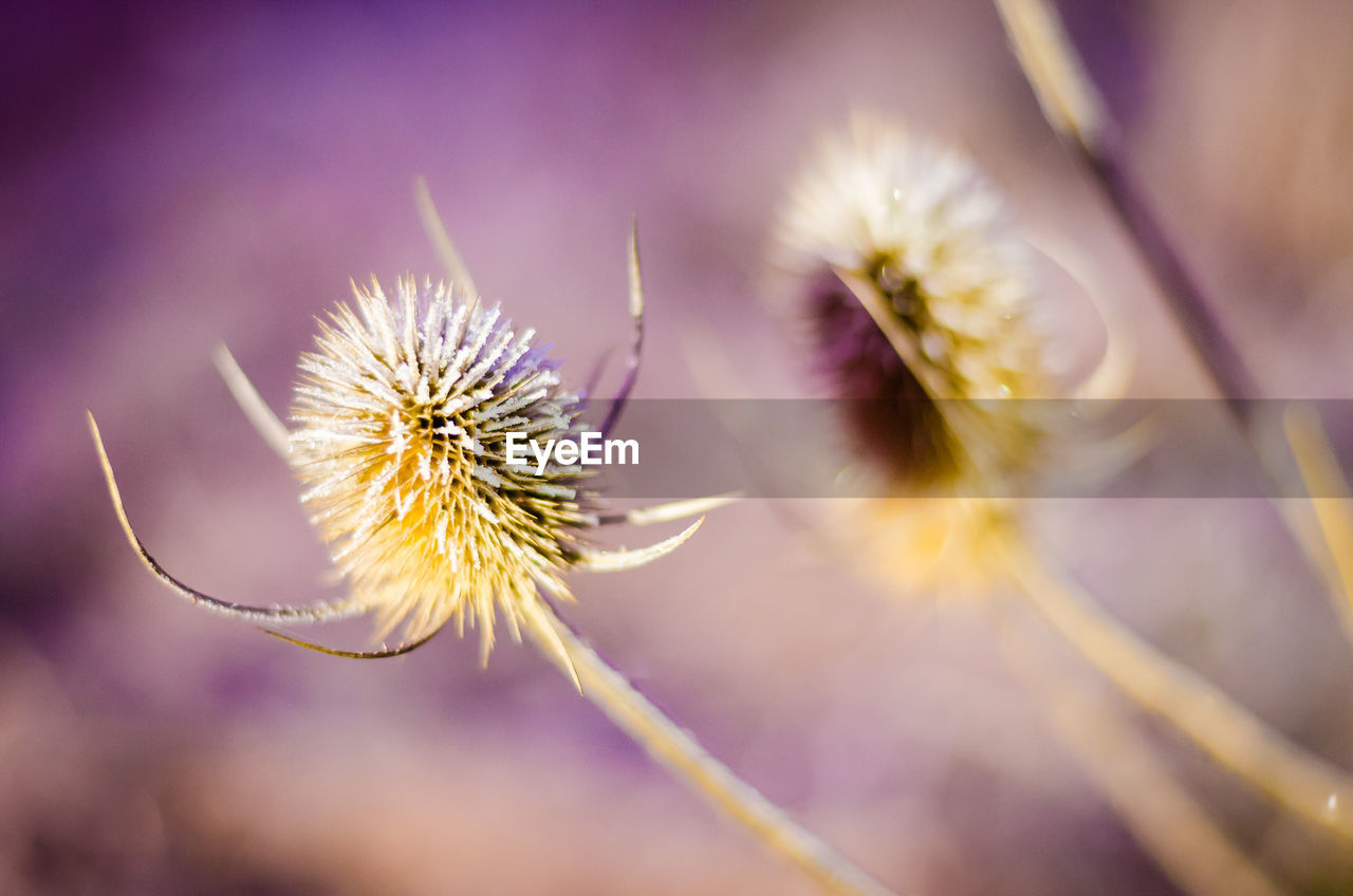 Close-up of thistle