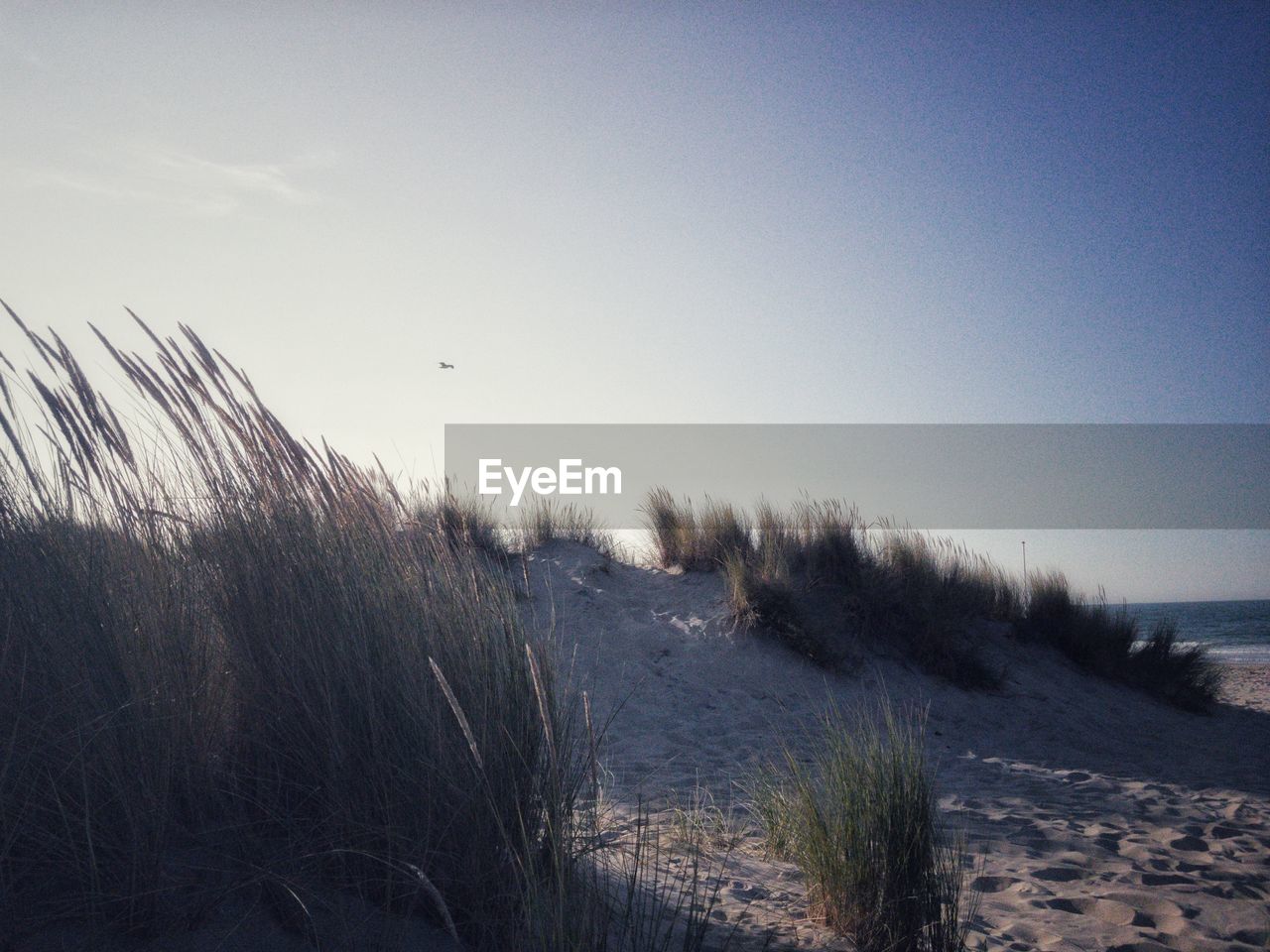 Scenic view of beach against clear sky