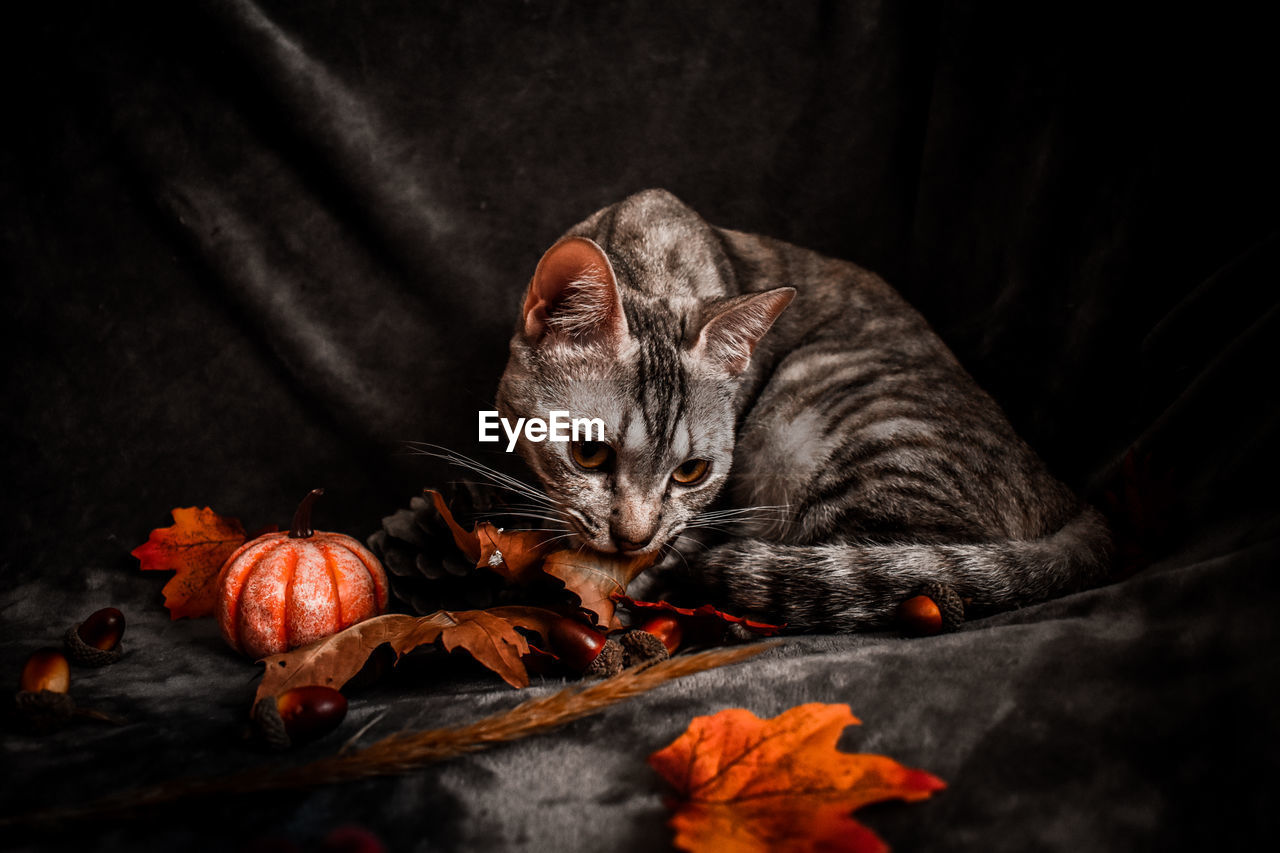 VIEW OF A CAT AND LEAVES