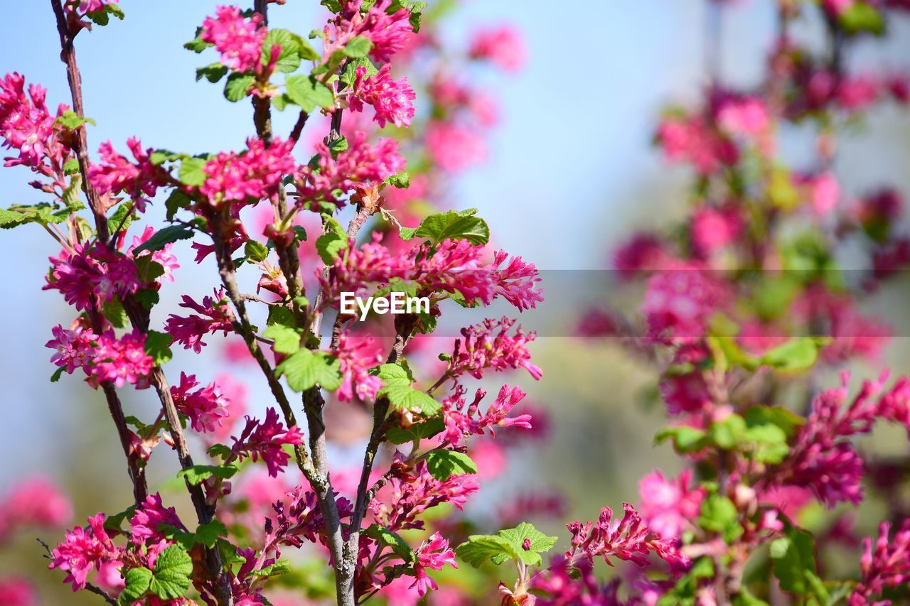 PINK FLOWERING PLANT