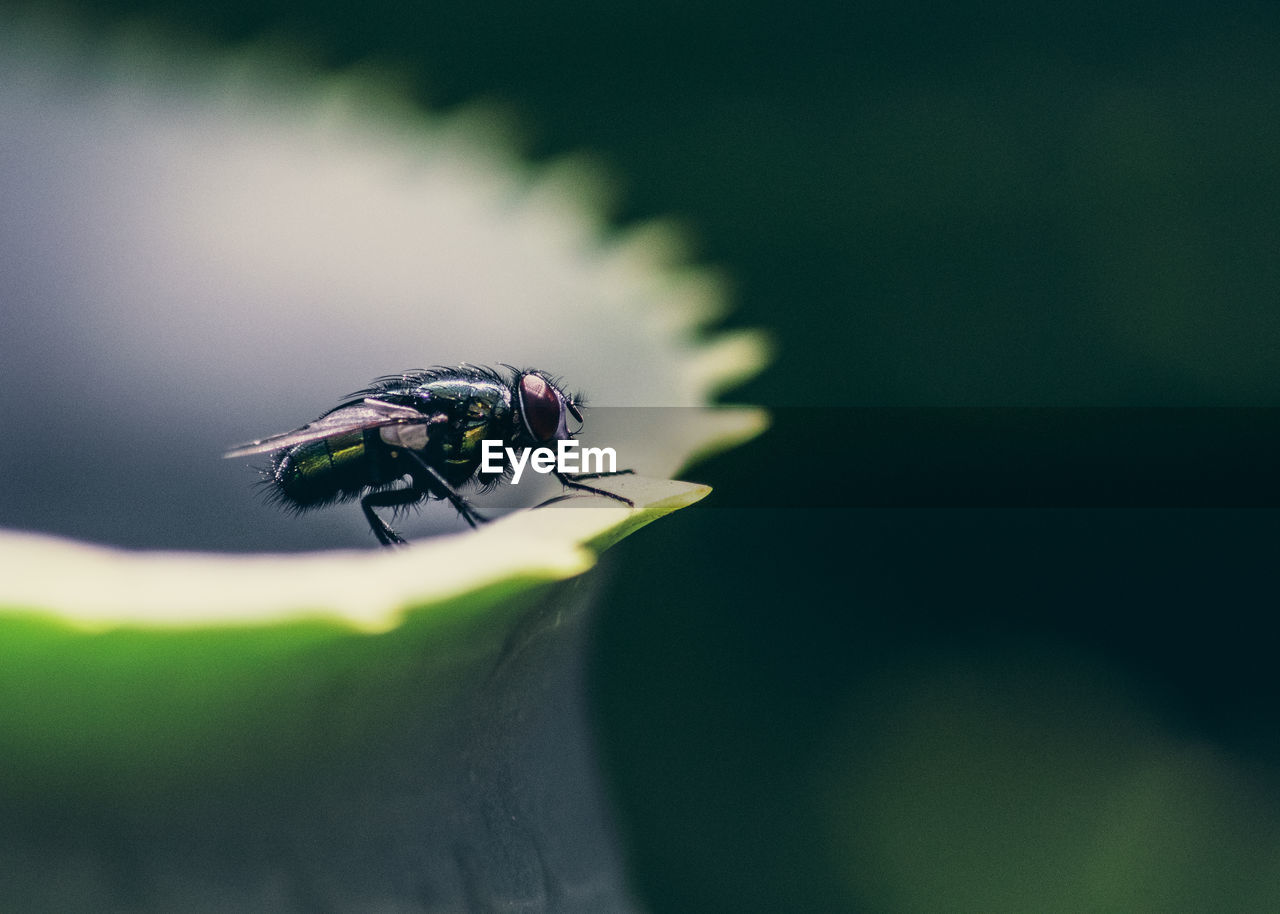 CLOSE-UP OF HOUSEFLY