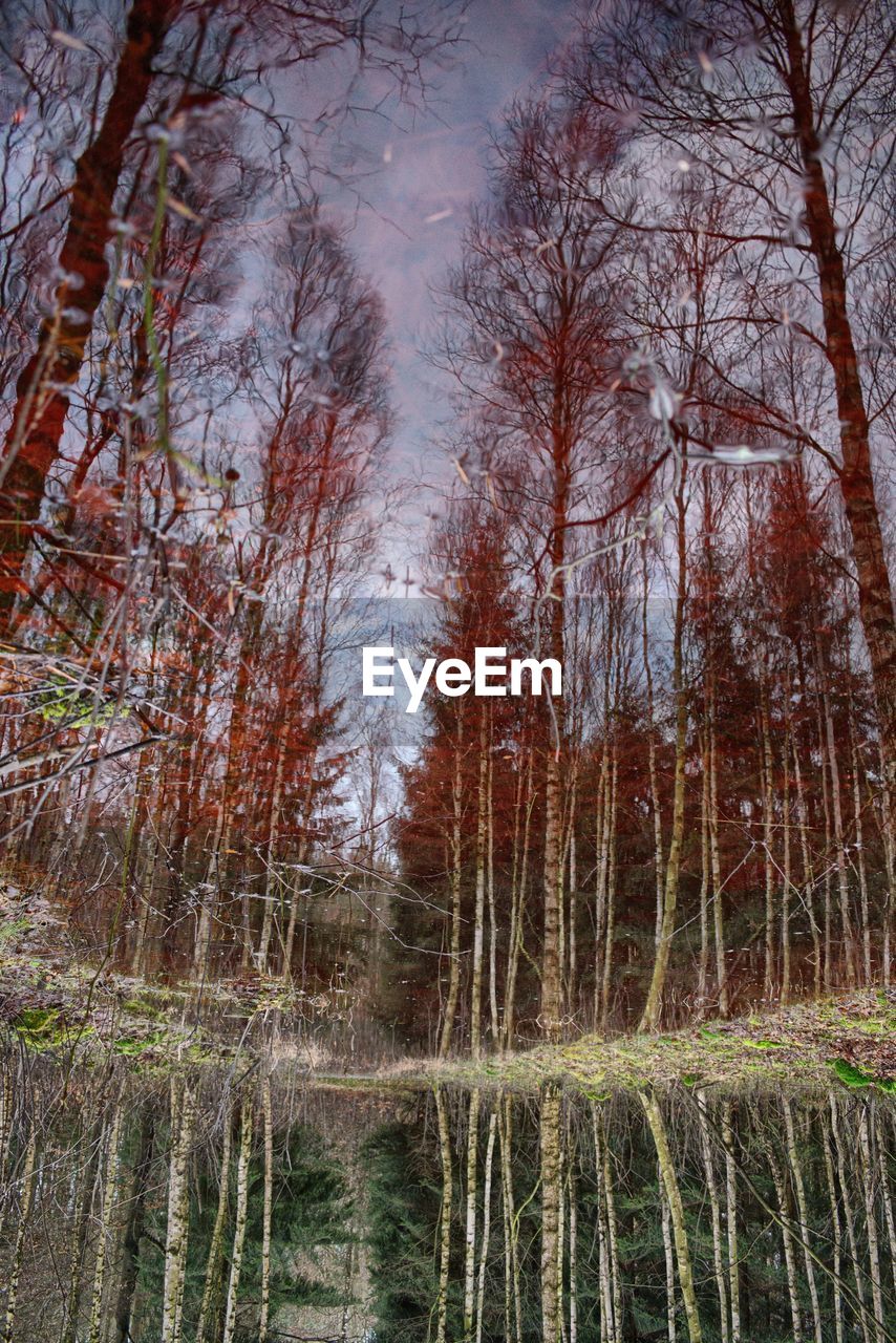 TREES BY LAKE IN FOREST