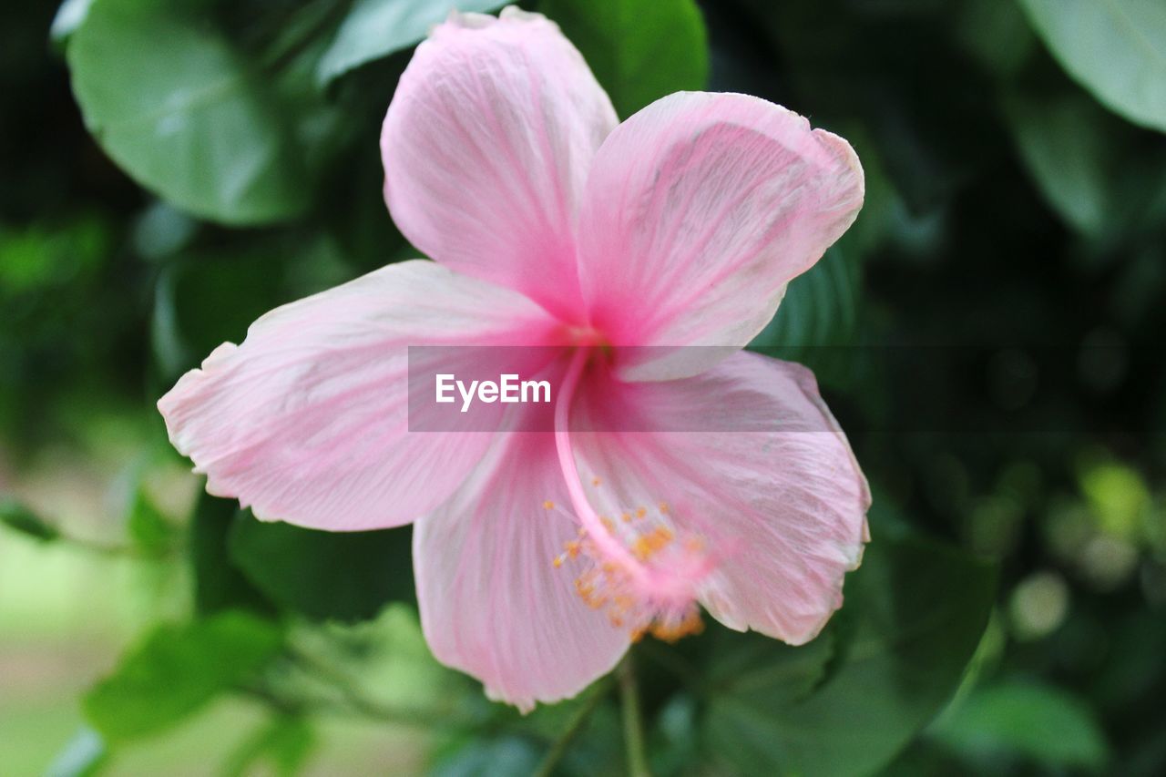 Close-up of pink hibiscus flower