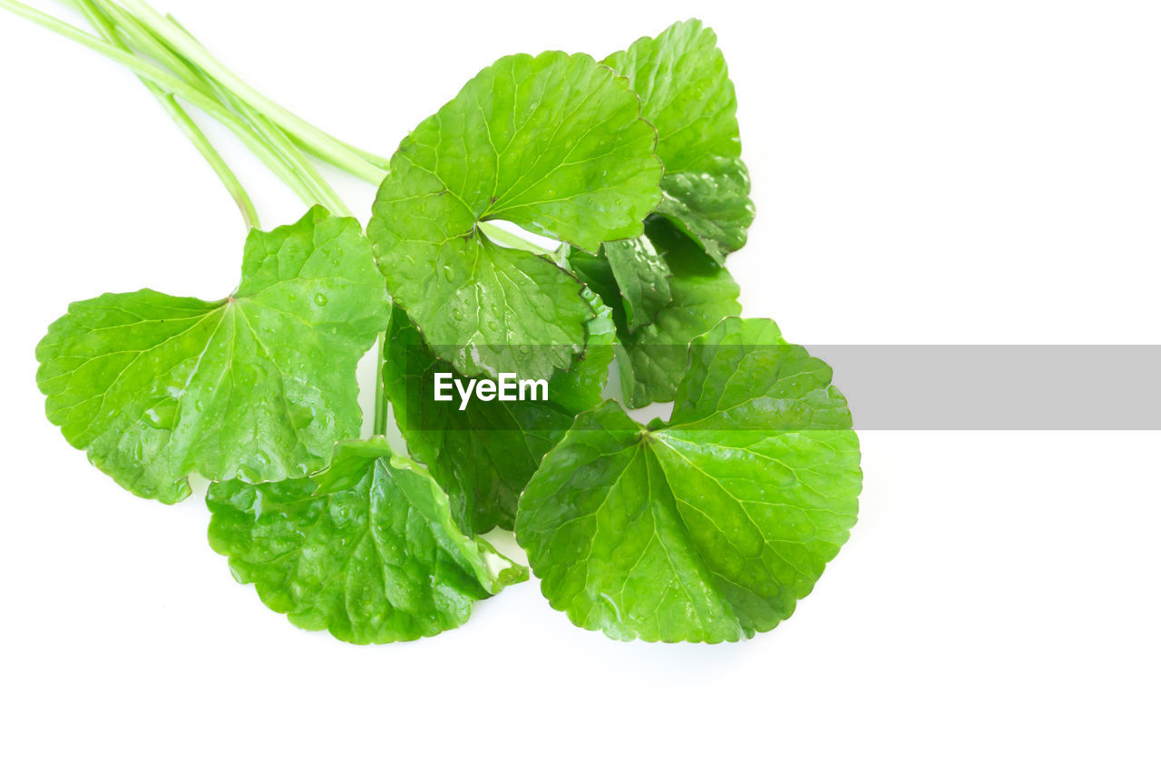 Close-up of centella asiatica leaves against white background