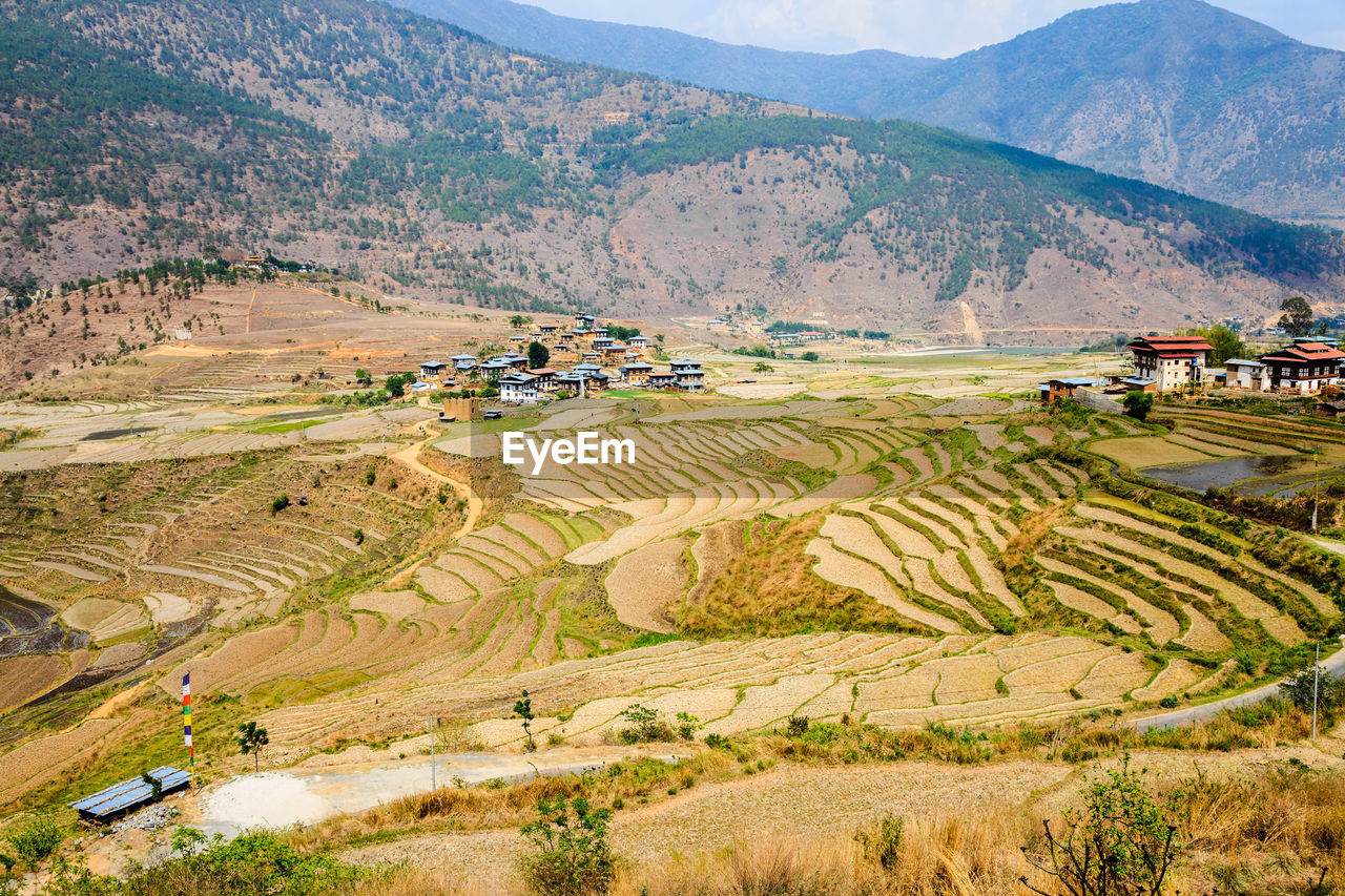 Scenic view of rice field