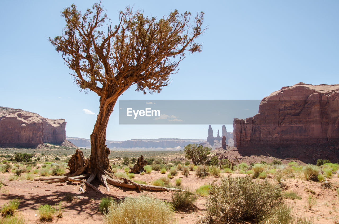 View of tree on rock formation against clear sky