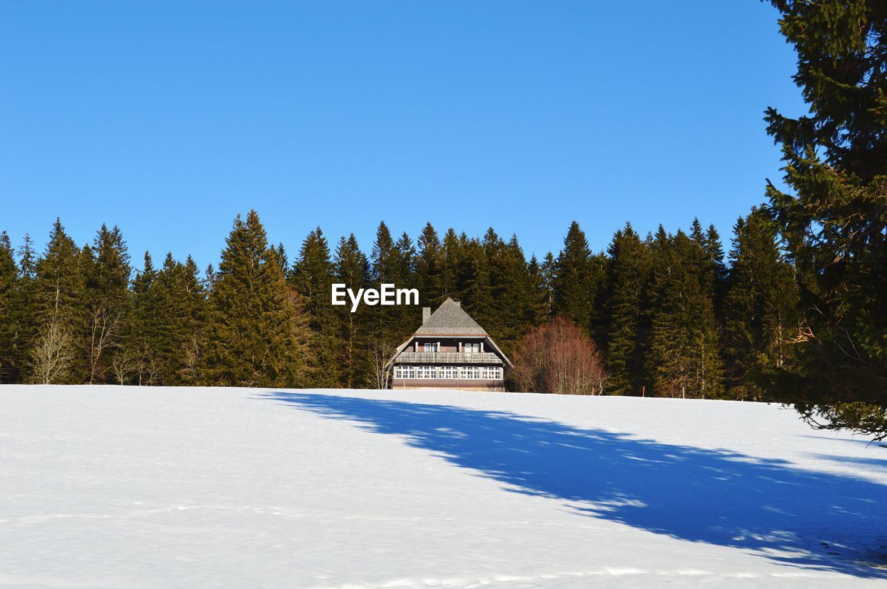 SCENIC VIEW OF TREES AGAINST CLEAR SKY DURING WINTER