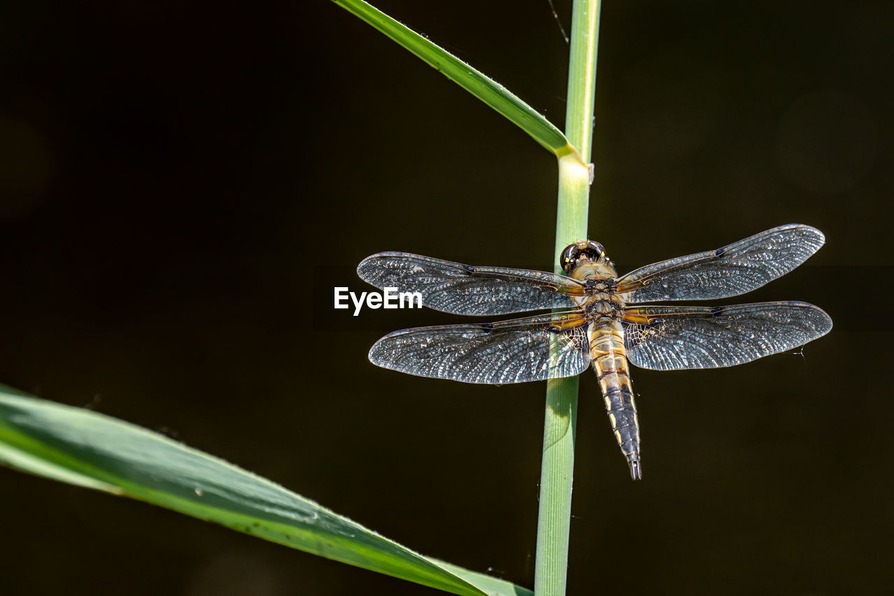 CLOSE-UP OF DRAGONFLY PERCHING ON PLANT