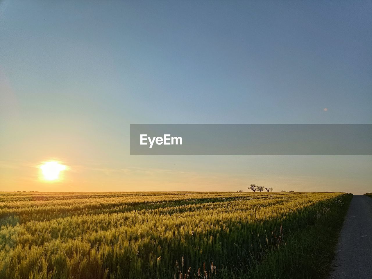 landscape, sky, horizon, field, environment, land, rural scene, agriculture, morning, plant, beauty in nature, scenics - nature, crop, nature, cereal plant, tranquility, tranquil scene, sunrise, growth, farm, plain, dawn, barley, prairie, cloud, no people, horizon over land, sun, sunlight, idyllic, grassland, corn, non-urban scene, rural area, outdoors, blue, grass, road, food, urban skyline, summer, wheat, transportation, clear sky, hill, twilight, lens flare, copy space, rapeseed