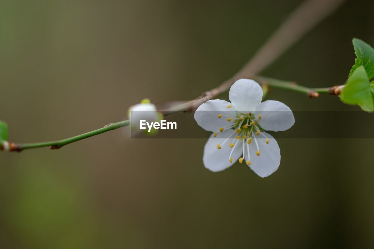 Close-up of cherry blossoms in spring
