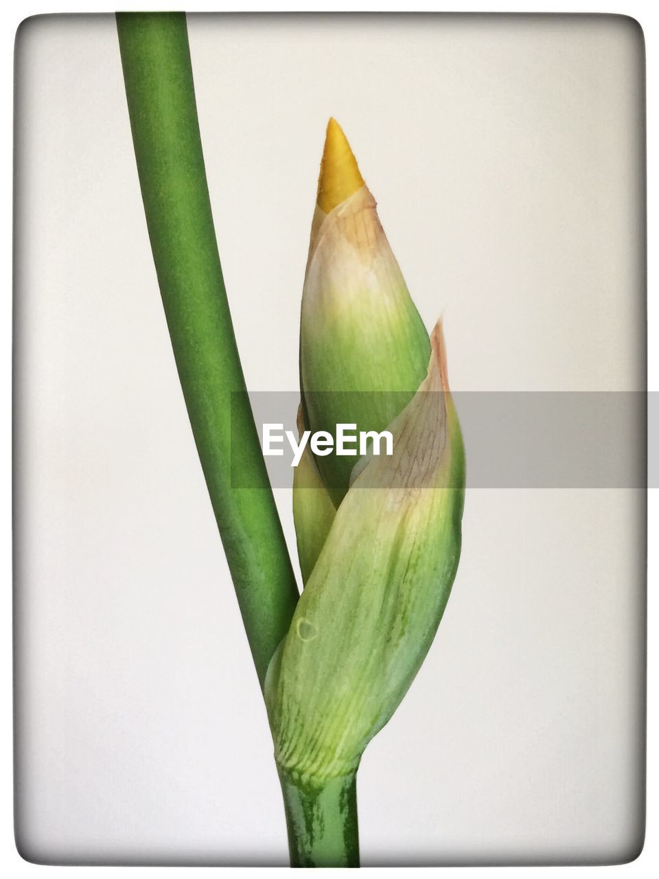 Close-up of flower bud against white background
