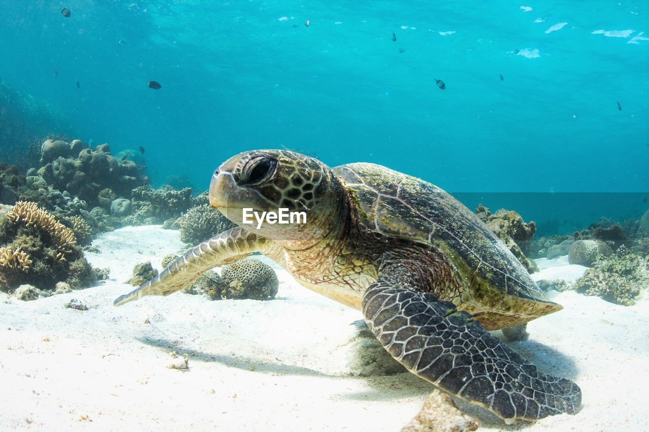 high angle view of turtle swimming in sea