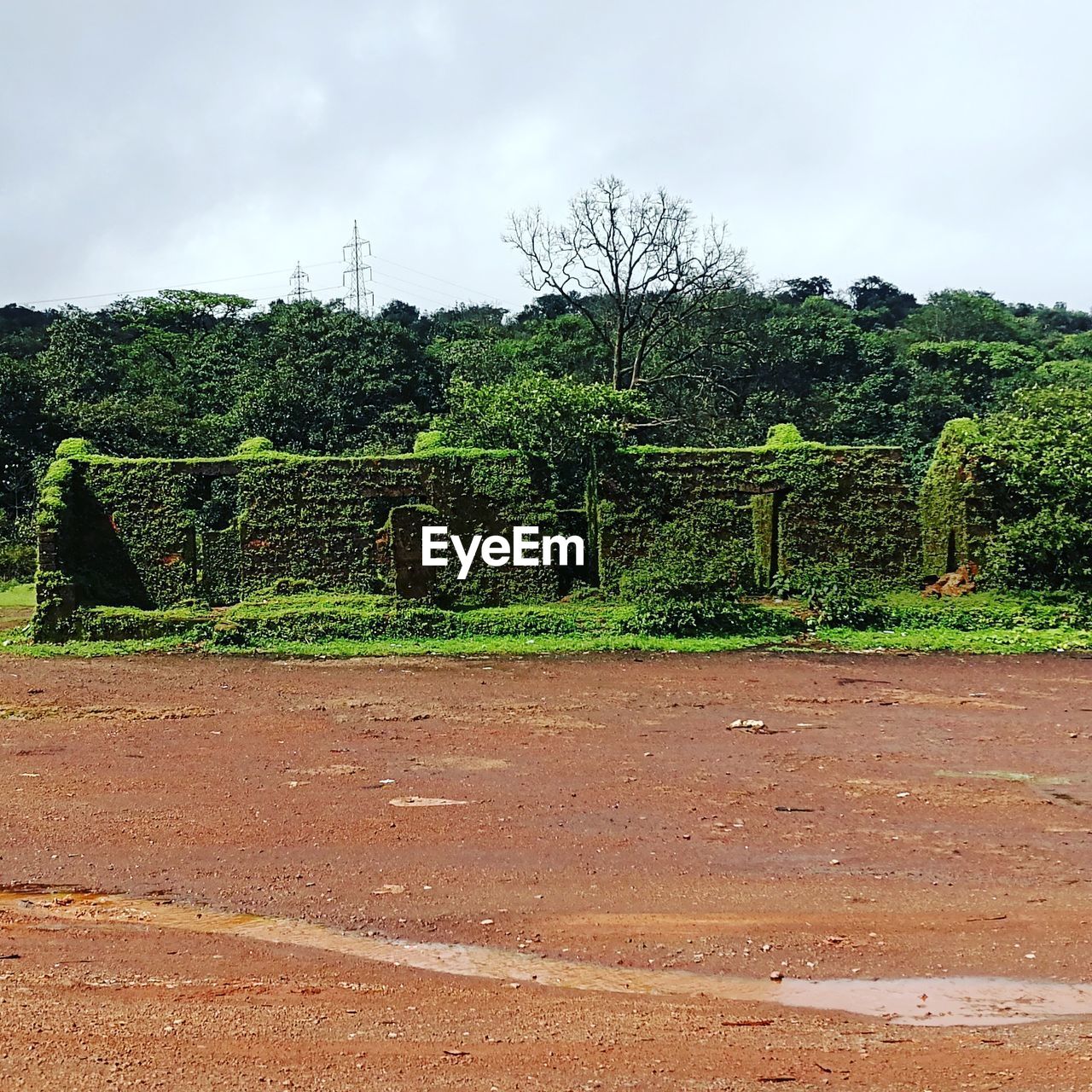 PLANTS GROWING ON FIELD