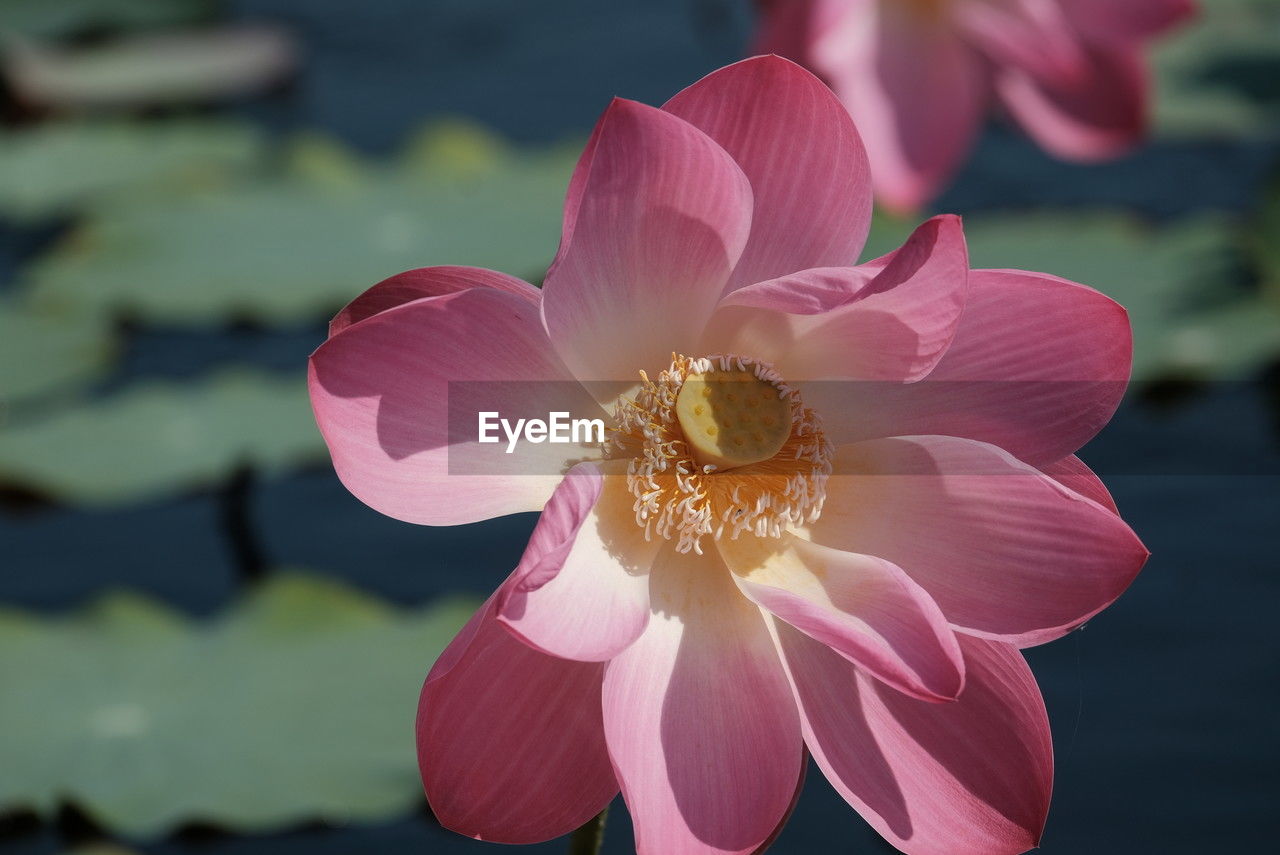 flower, flowering plant, plant, beauty in nature, freshness, pink, petal, close-up, fragility, flower head, nature, inflorescence, macro photography, pollen, focus on foreground, aquatic plant, growth, no people, blossom, outdoors, water lily, stamen, water, magenta, lotus water lily, springtime, orchid