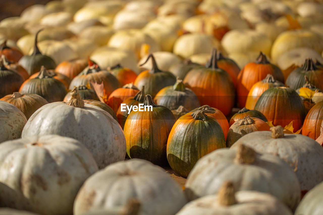 Full frame shot of pumpkins for sale at market