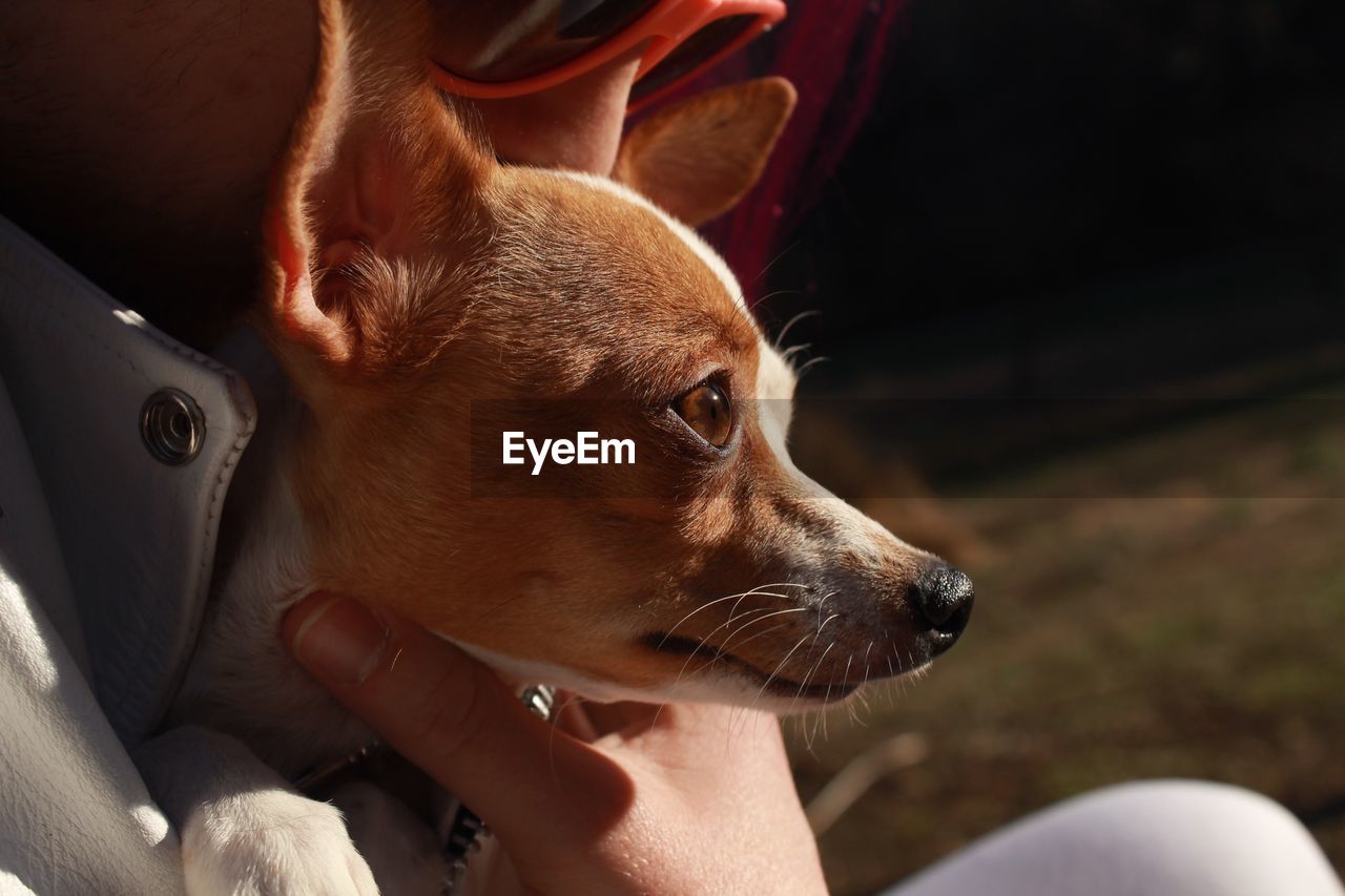 Close-up of woman with dog