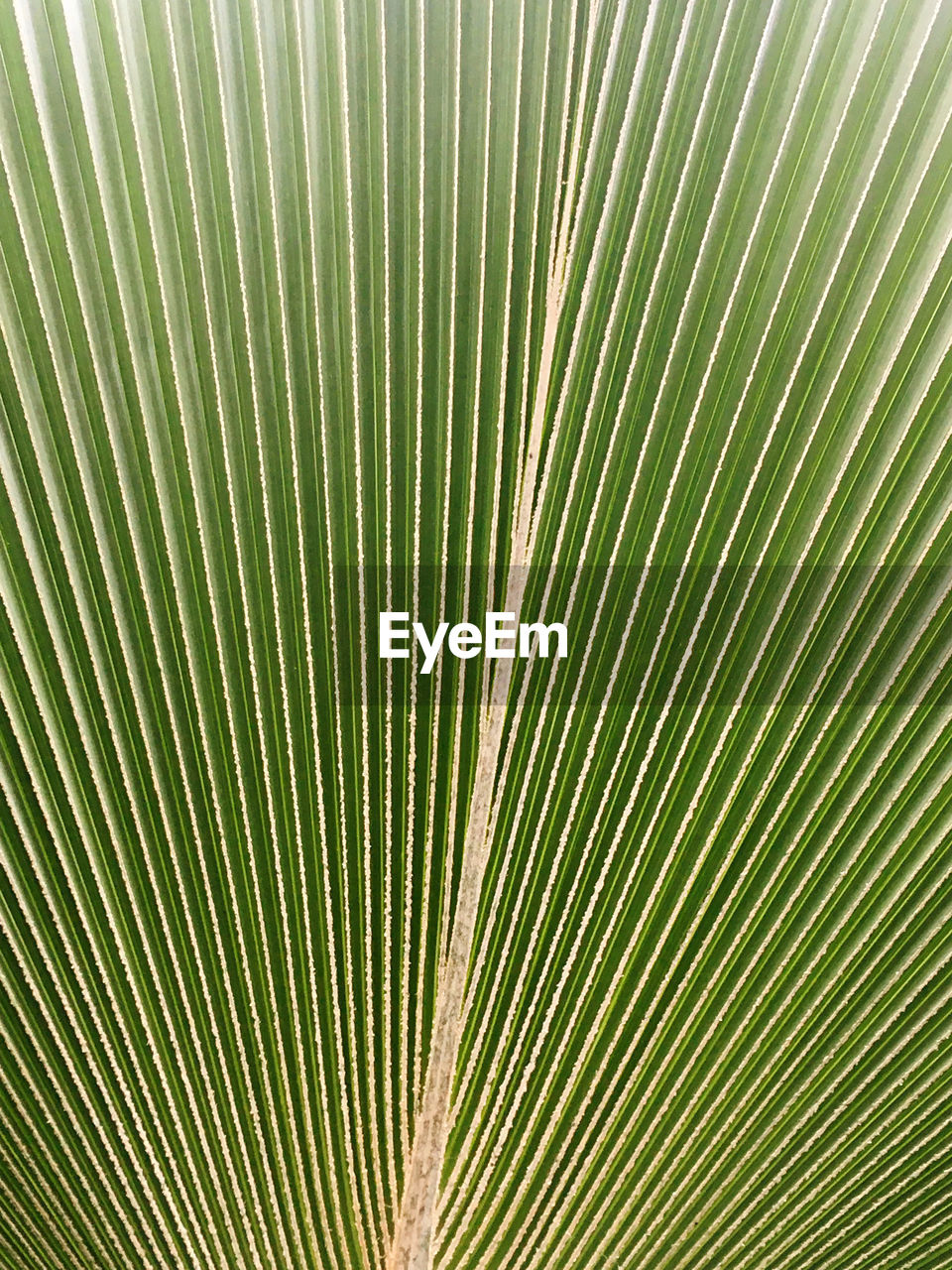 leaf, backgrounds, plant part, pattern, green, full frame, palm leaf, palm tree, no people, close-up, plant, nature, tropical climate, textured, growth, beauty in nature, tree, frond, day, striped, line, outdoors, flower, circle, botany