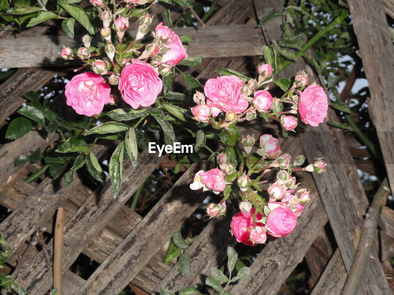 High angle view of pink flowers