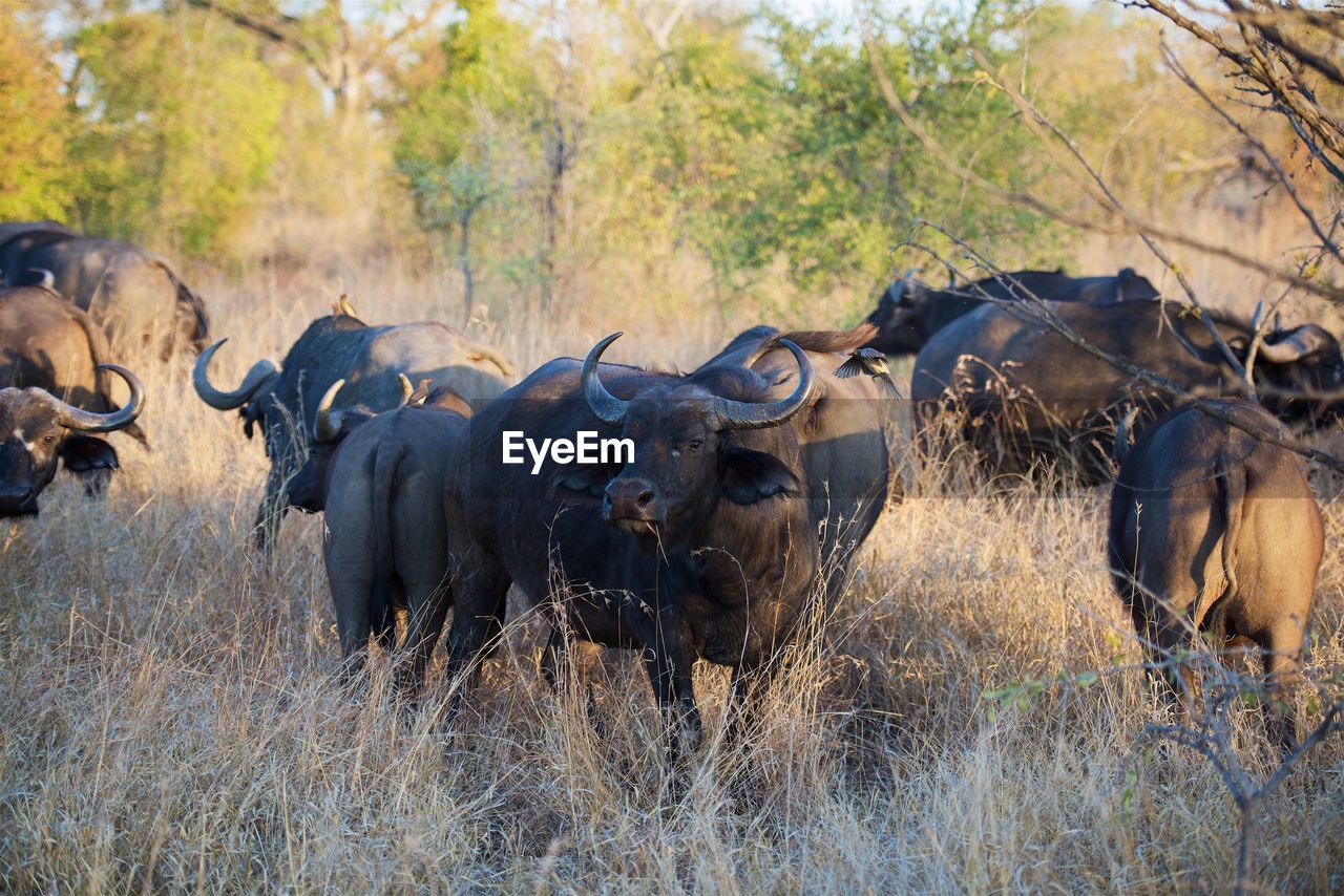 Wild cape buffalo in south africa