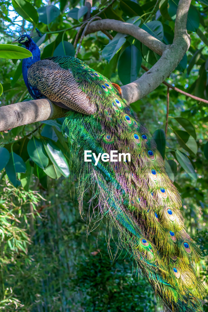 CLOSE-UP OF PEACOCK PERCHING ON BRANCH