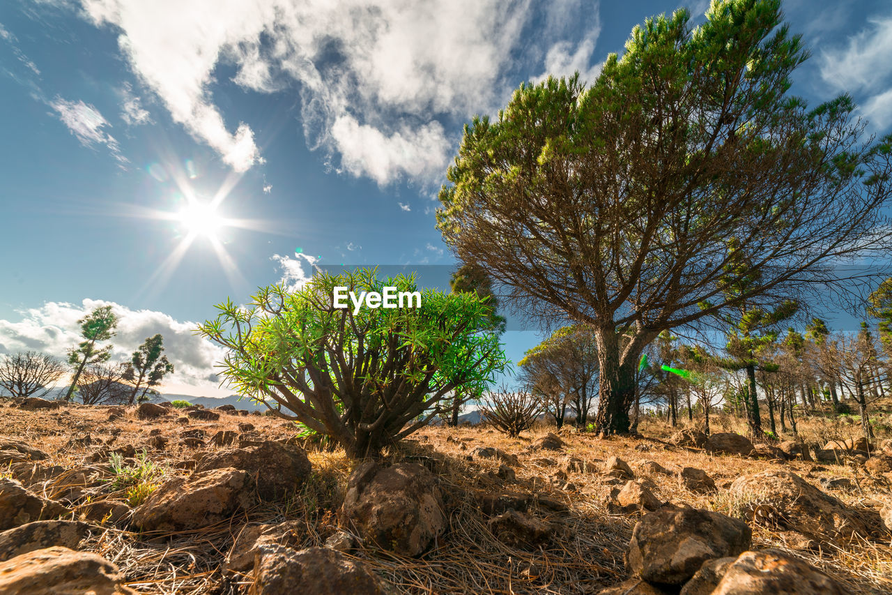 Trees against sky on sunny day